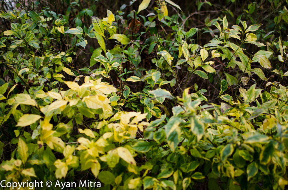 Photo of A Soothing Sojourn in the Tea Estate of Selim Hill! by Gargi Mitra