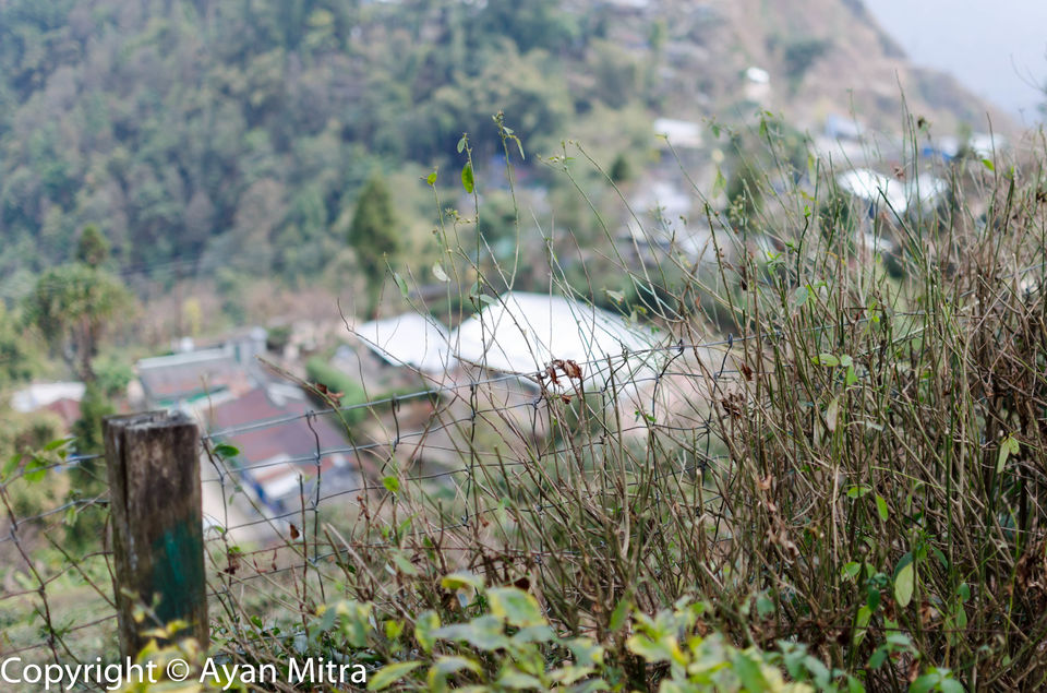 Photo of A Soothing Sojourn in the Tea Estate of Selim Hill! by Gargi Mitra
