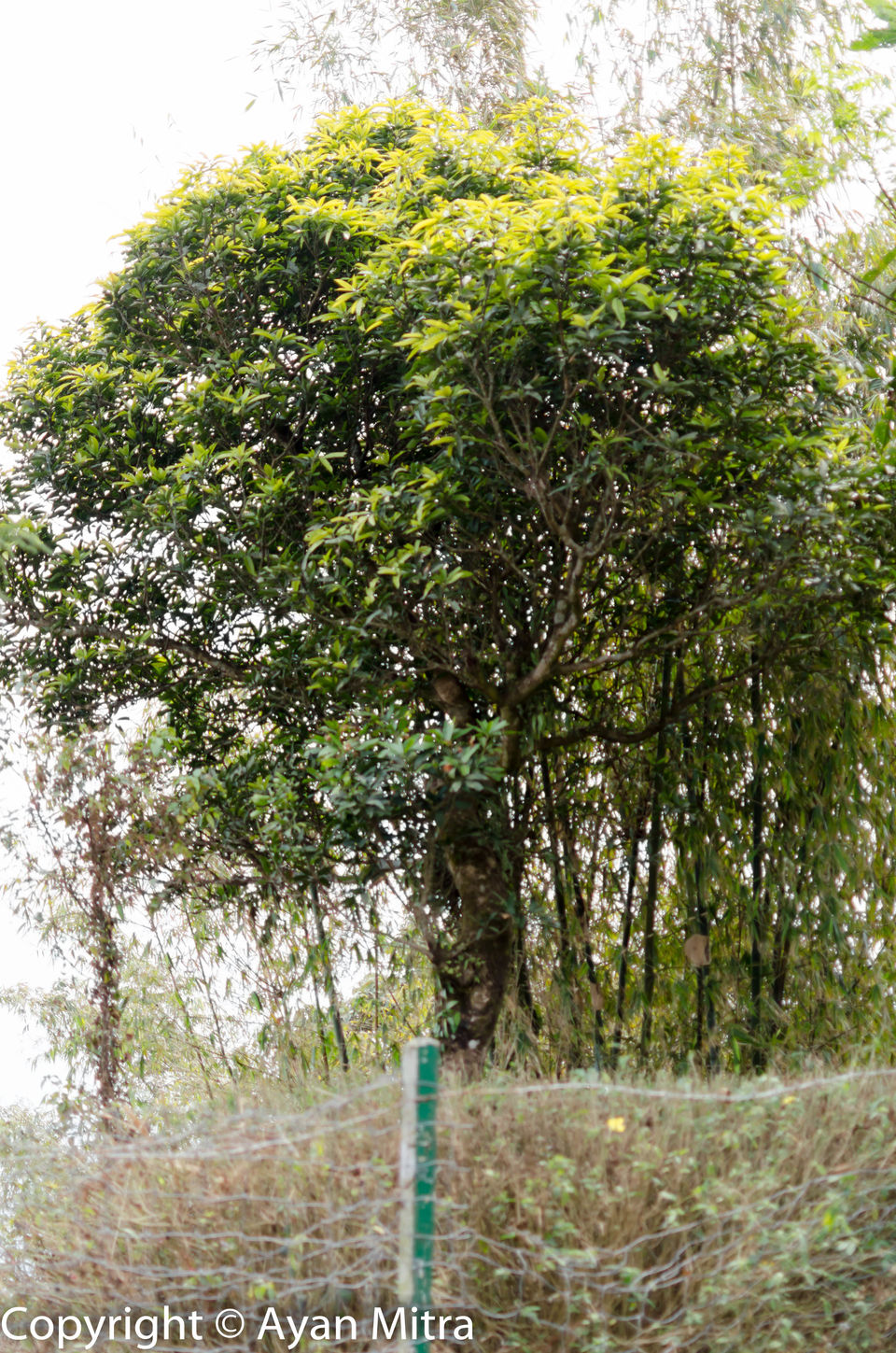 Photo of A Soothing Sojourn in the Tea Estate of Selim Hill! by Gargi Mitra