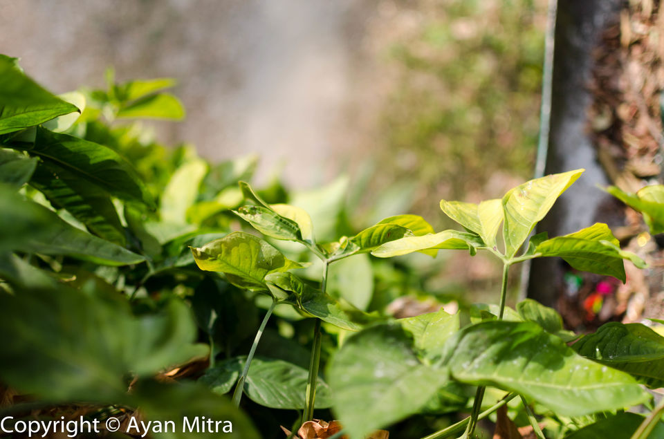 Photo of A Soothing Sojourn in the Tea Estate of Selim Hill! by Gargi Mitra