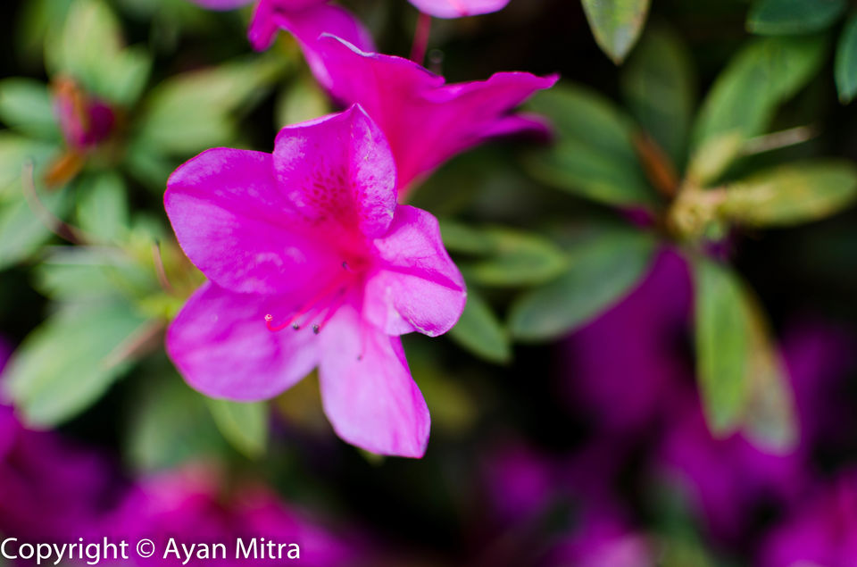 Photo of A Soothing Sojourn in the Tea Estate of Selim Hill! by Gargi Mitra