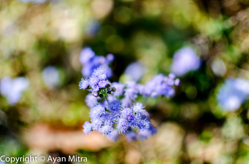 Photo of A Soothing Sojourn in the Tea Estate of Selim Hill! by Gargi Mitra