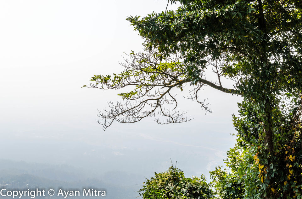 Photo of A Soothing Sojourn in the Tea Estate of Selim Hill! by Gargi Mitra