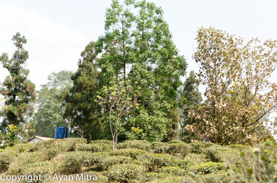 Photo of A Soothing Sojourn in the Tea Estate of Selim Hill! by Gargi Mitra