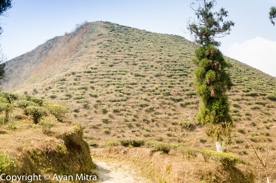 Photo of A Soothing Sojourn in the Tea Estate of Selim Hill! by Gargi Mitra