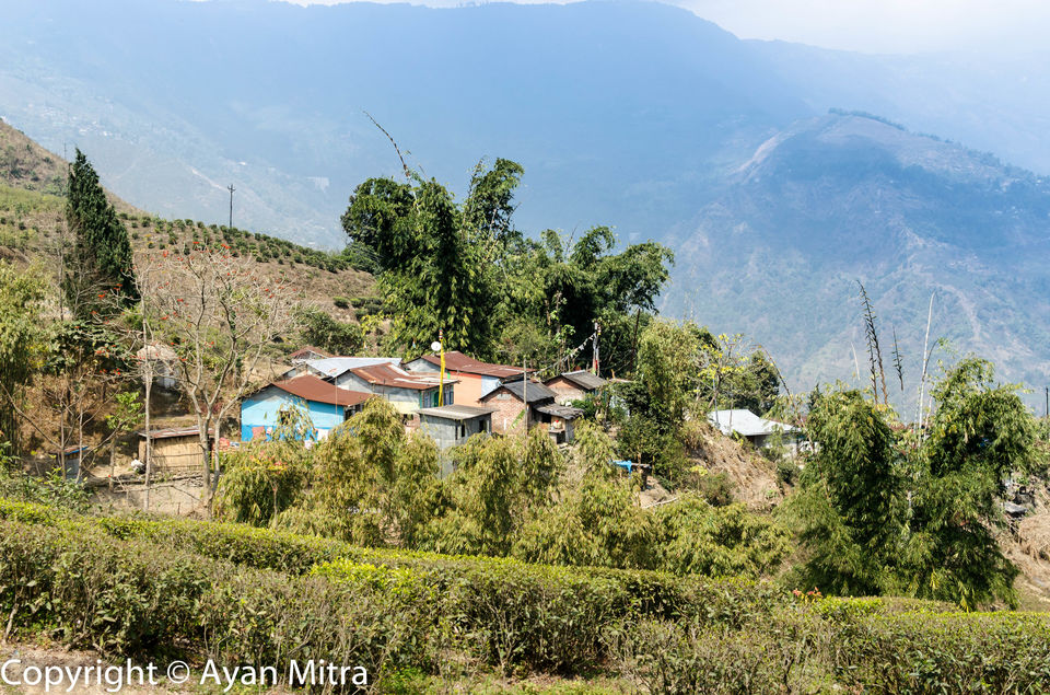 Photo of A Soothing Sojourn in the Tea Estate of Selim Hill! by Gargi Mitra