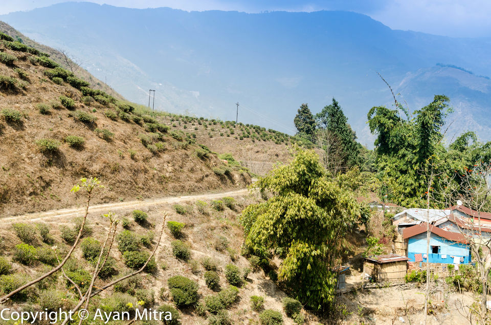 Photo of A Soothing Sojourn in the Tea Estate of Selim Hill! by Gargi Mitra