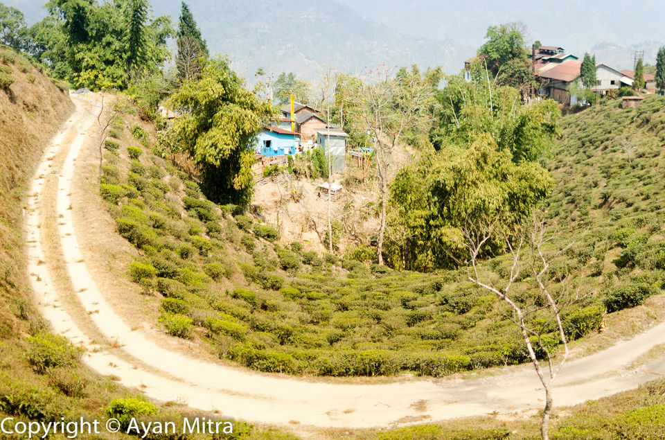 Photo of A Soothing Sojourn in the Tea Estate of Selim Hill! by Gargi Mitra