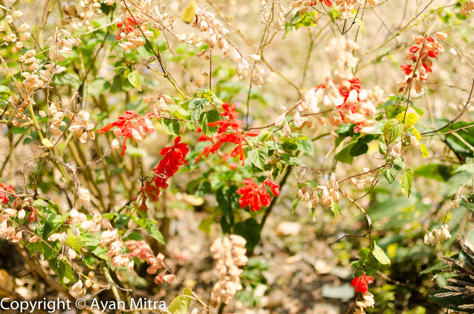 Photo of A Soothing Sojourn in the Tea Estate of Selim Hill! by Gargi Mitra