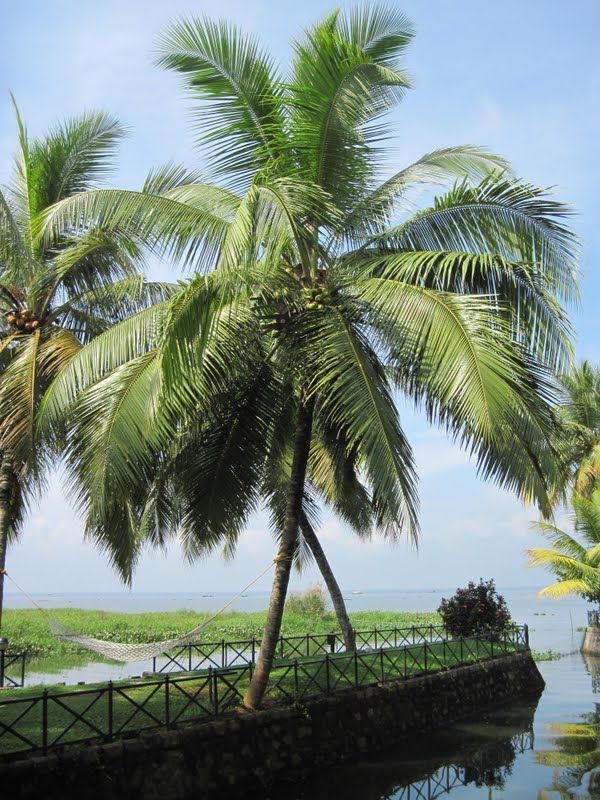 Photo of 'God's own Country (Kerala)- a journey gone but not forgotten!' 1/35 by Gargi Mitra
