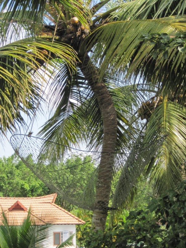Photo of 'God's own Country (Kerala)- a journey gone but not forgotten!' 7/35 by Gargi Mitra