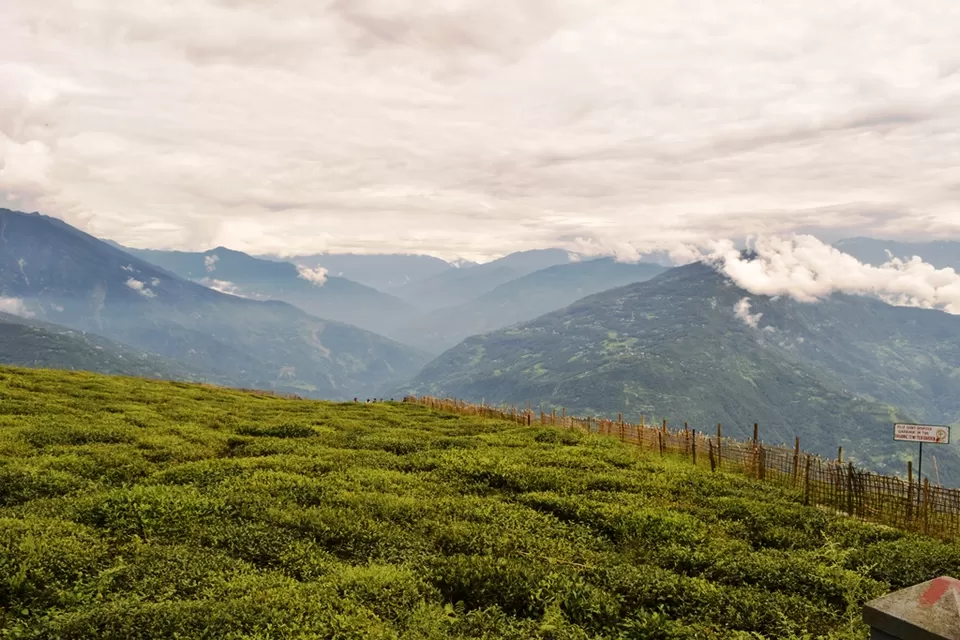 Photo of Temi Tea Garden, South Sikkim, Sikkim, India by Rohith T V