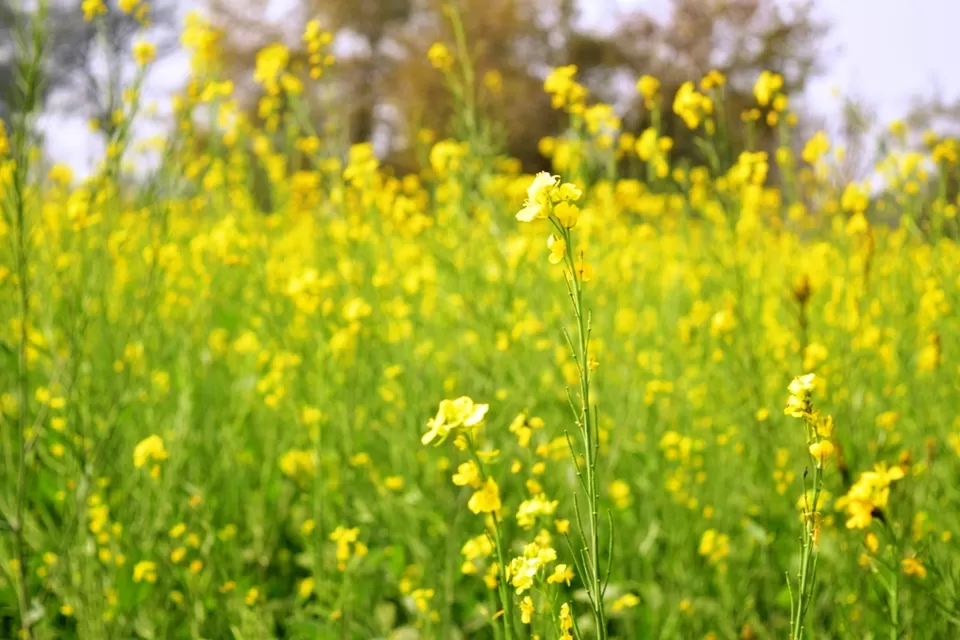 Photo of Sariska Tiger Camp, Alwar, Rajasthan, India by Rohith T V