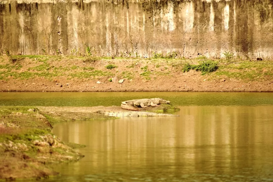 Photo of Sariska Tiger Camp, Alwar, Rajasthan, India by Rohith T V