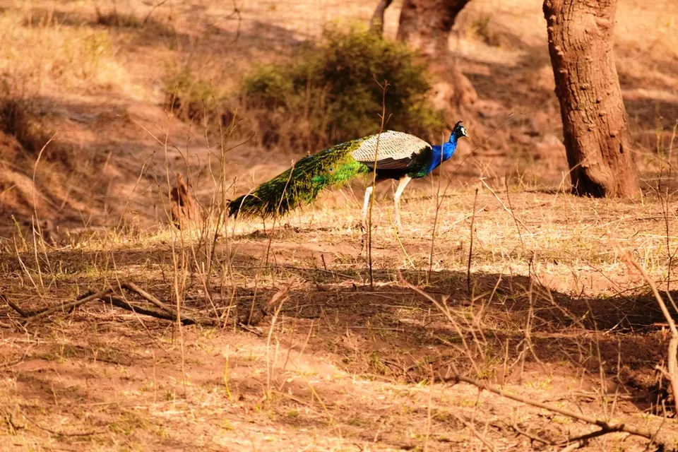 Photo of Sariska Tiger Camp, Alwar, Rajasthan, India by Rohith T V