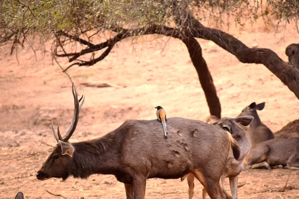Photo of Sariska Tiger Camp, Alwar, Rajasthan, India by Rohith T V