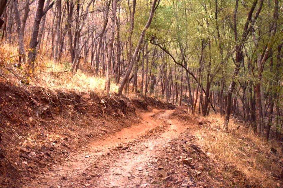 Photo of Sariska Tiger Camp, Alwar, Rajasthan, India by Rohith T V