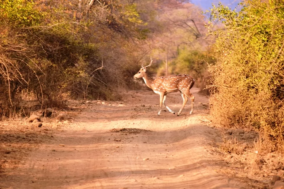 Photo of Sariska Tiger Camp, Alwar, Rajasthan, India by Rohith T V
