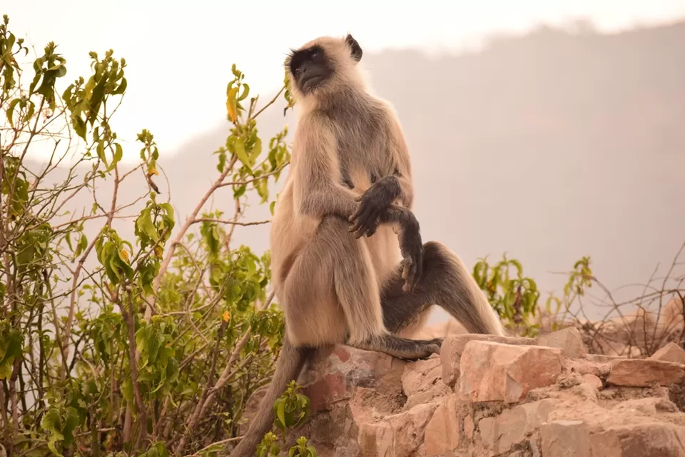 Photo of Bhangarh Fort, Bhangarh, Rajasthan, India by Rohith T V