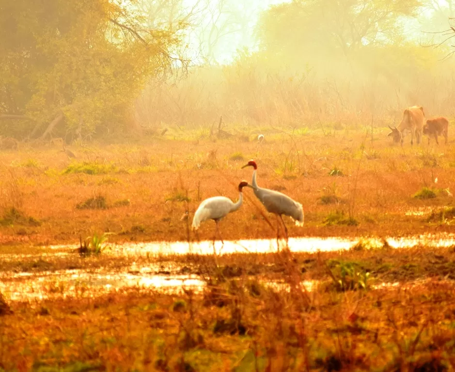 Photo of Keoladeo National Park, Bharatpur, Rajasthan, India by Rohith T V