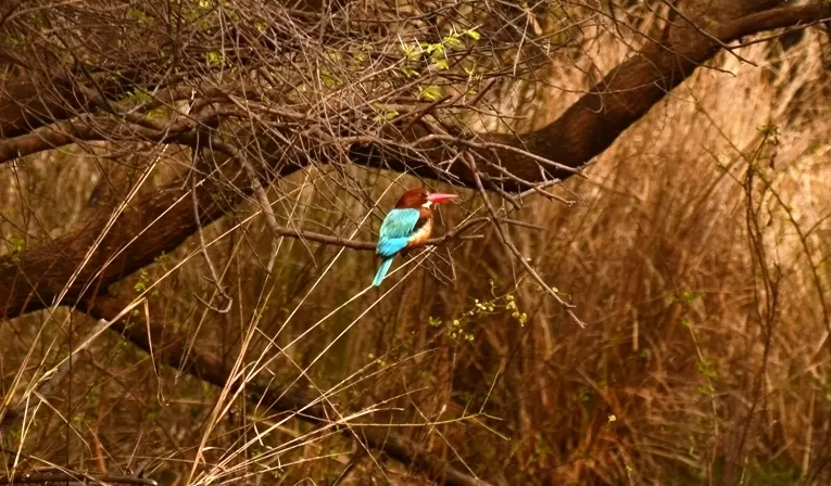 Photo of Keoladeo National Park, Bharatpur, Rajasthan, India by Rohith T V