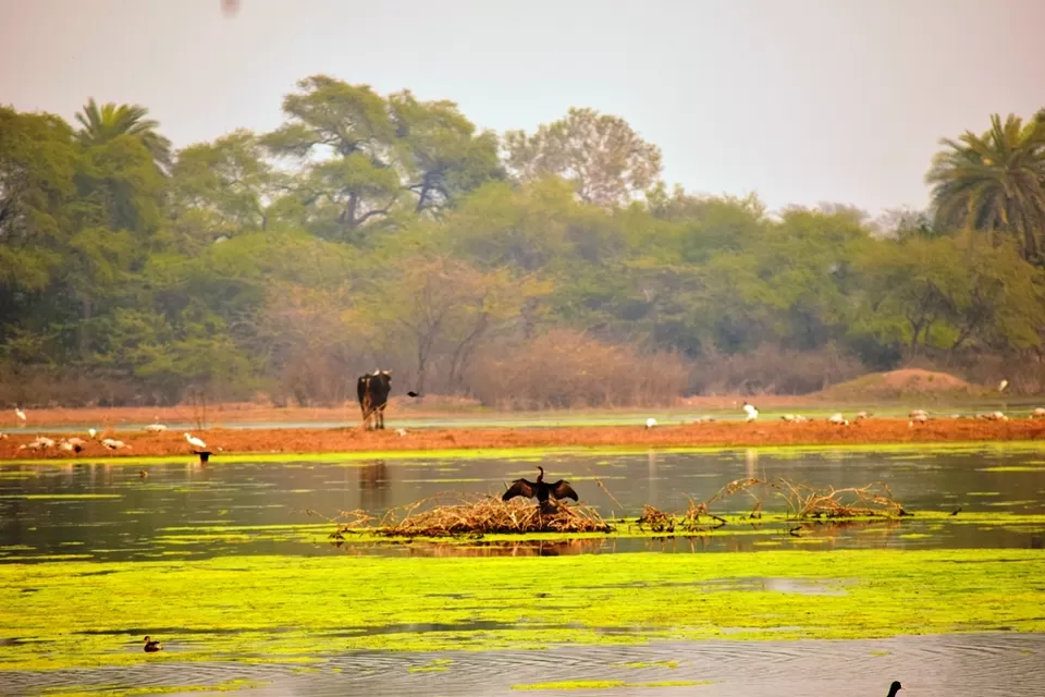 Photo of Keoladeo National Park, Bharatpur, Rajasthan, India by Rohith T V