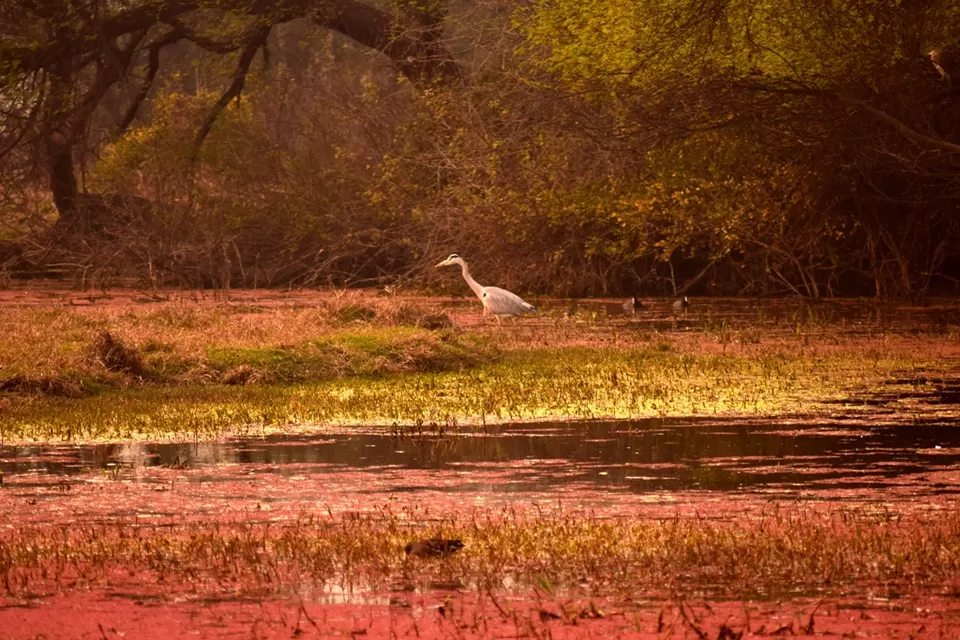 Photo of Keoladeo National Park, Bharatpur, Rajasthan, India by Rohith T V
