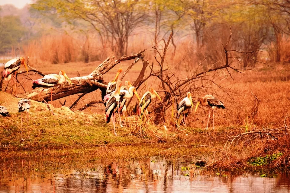 Photo of Keoladeo National Park, Bharatpur, Rajasthan, India by Rohith T V