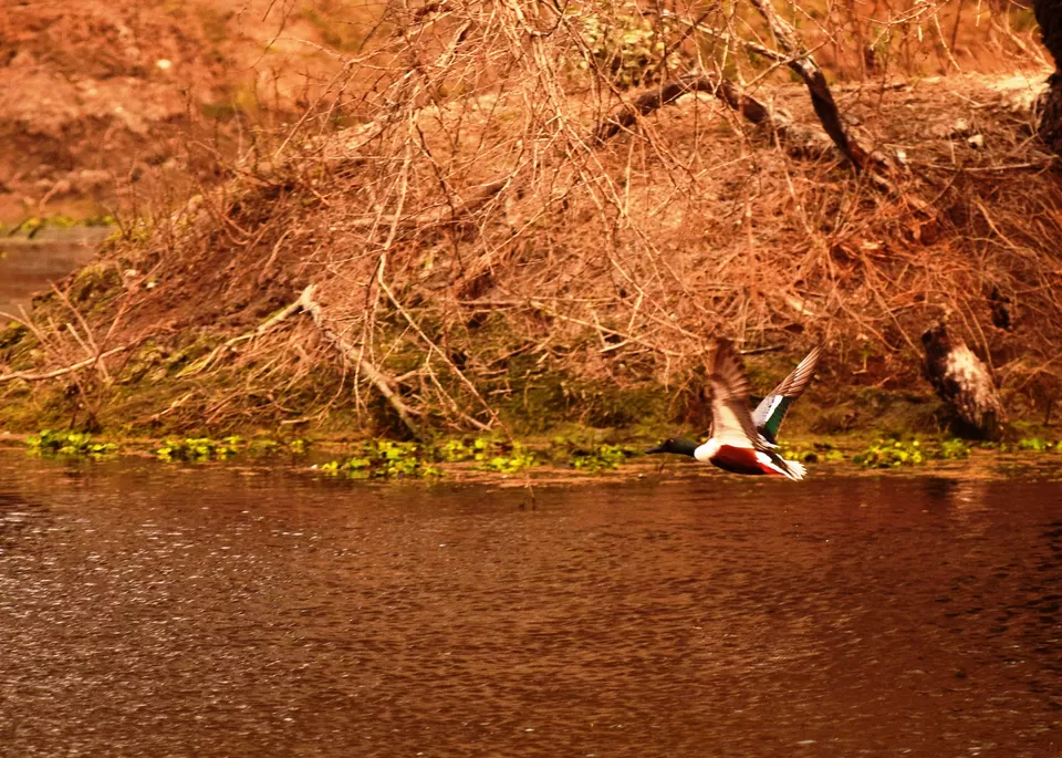 Photo of Keoladeo National Park, Bharatpur, Rajasthan, India by Rohith T V