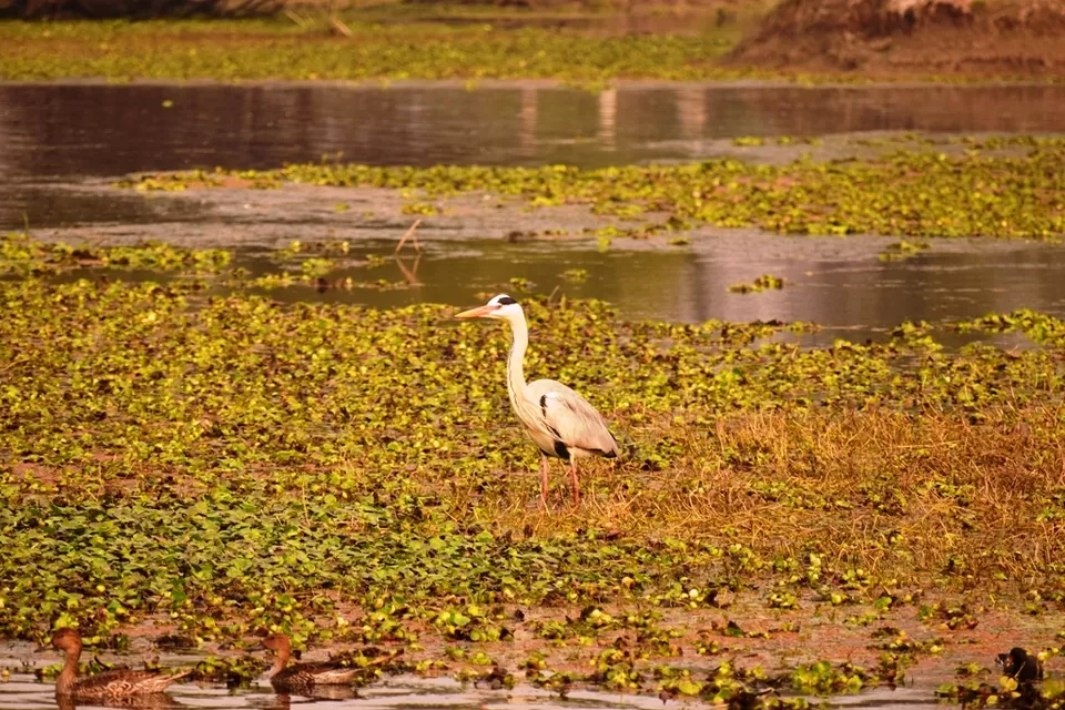 Photo of Keoladeo National Park, Bharatpur, Rajasthan, India by Rohith T V