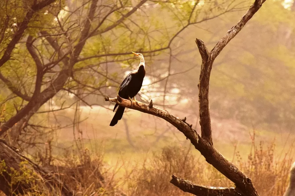 Photo of Keoladeo National Park, Bharatpur, Rajasthan, India by Rohith T V