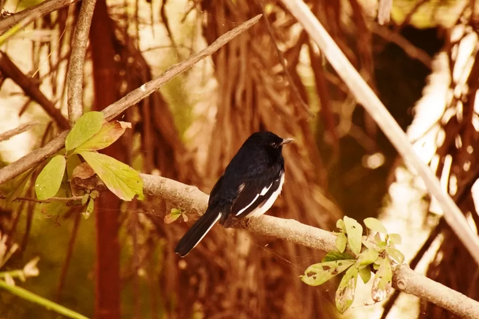 Photo of Keoladeo National Park, Bharatpur, Rajasthan, India by Rohith T V