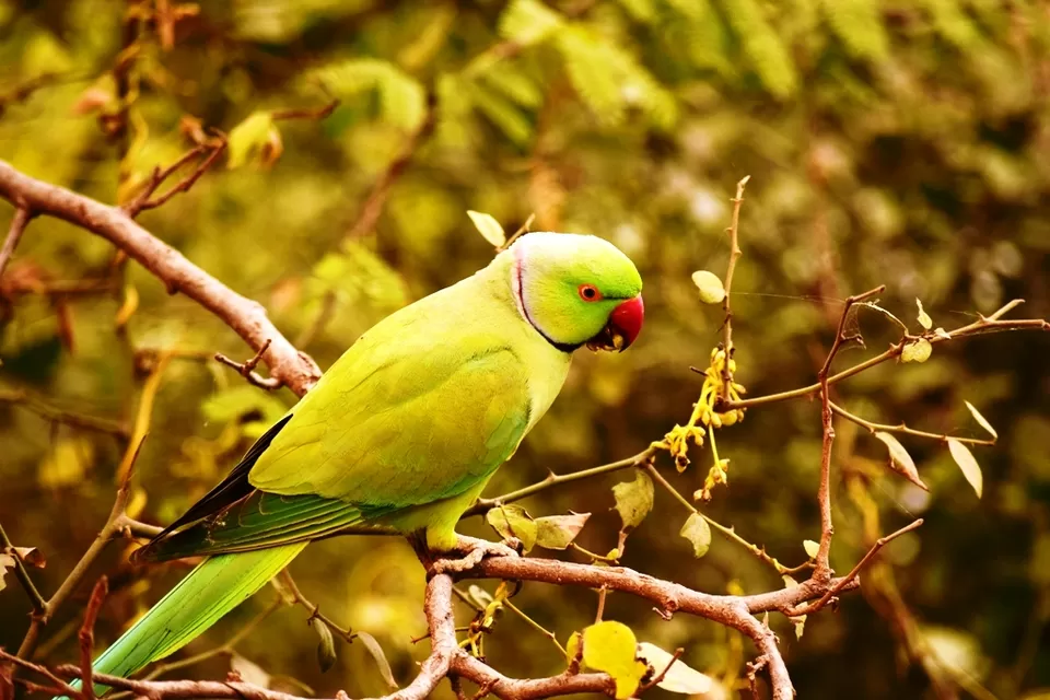Photo of Keoladeo National Park, Bharatpur, Rajasthan, India by Rohith T V