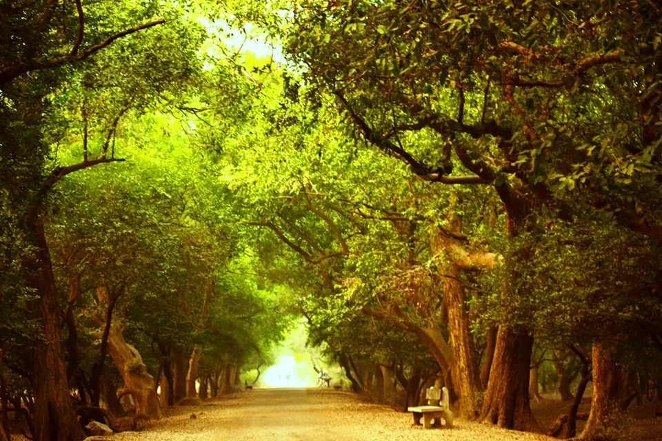 Photo of Keoladeo National Park, Bharatpur, Rajasthan, India by Rohith T V
