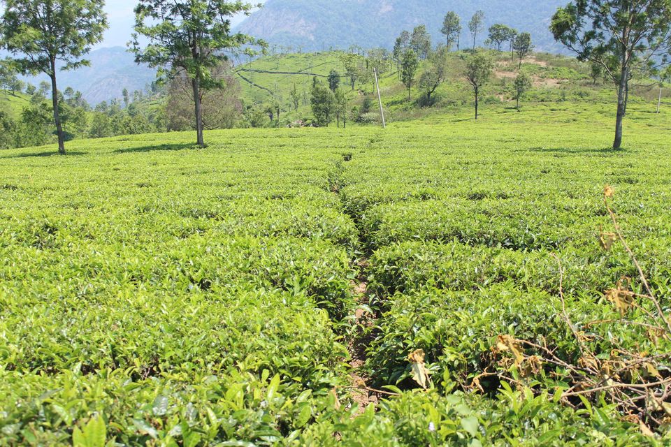 Photo of Singara Tea estate, Dolphin's Nose Road, Alwarpet, Burliyar, Tamil Nadu, India by Rohith T V