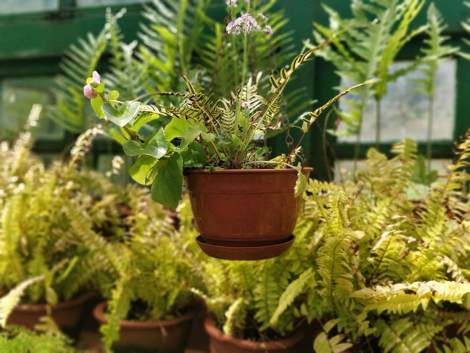 Photo of Government Botanical Garden, Vannarapettai, Ooty, Tamil Nadu, India by Rohith T V