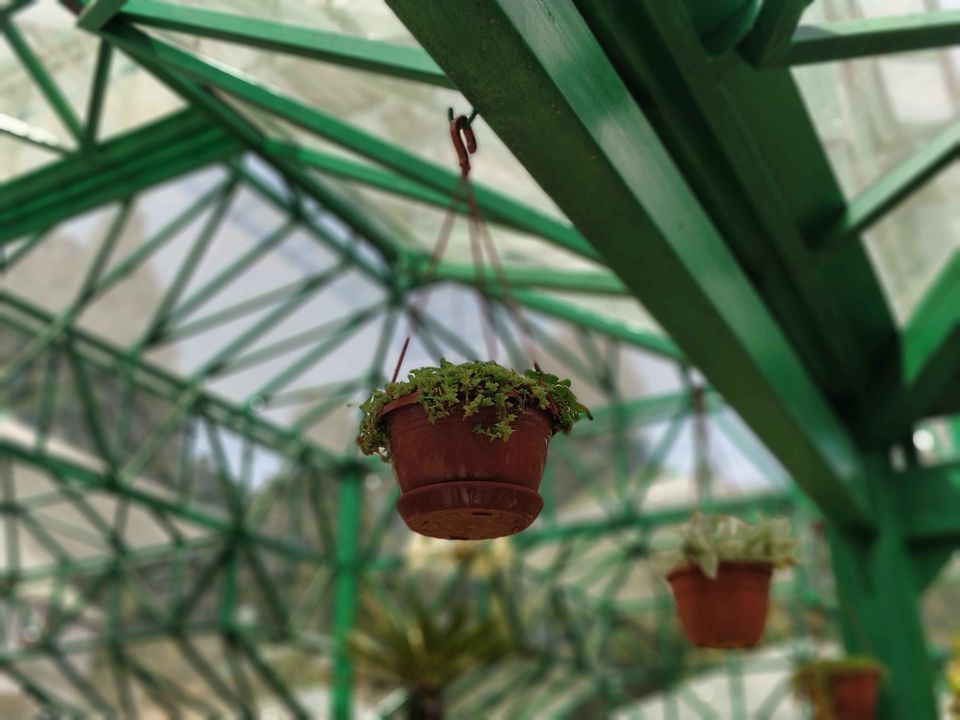Photo of Government Botanical Garden, Vannarapettai, Ooty, Tamil Nadu, India by Rohith T V