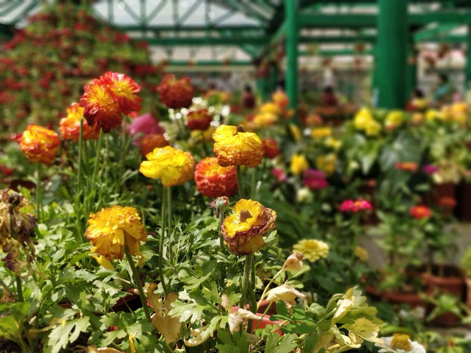 Photo of Government Botanical Garden, Vannarapettai, Ooty, Tamil Nadu, India by Rohith T V