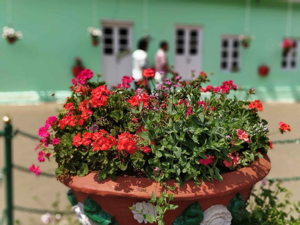 Photo of Government Botanical Garden, Vannarapettai, Ooty, Tamil Nadu, India by Rohith T V