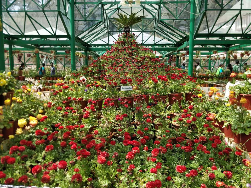 Photo of Government Botanical Garden, Vannarapettai, Ooty, Tamil Nadu, India by Rohith T V