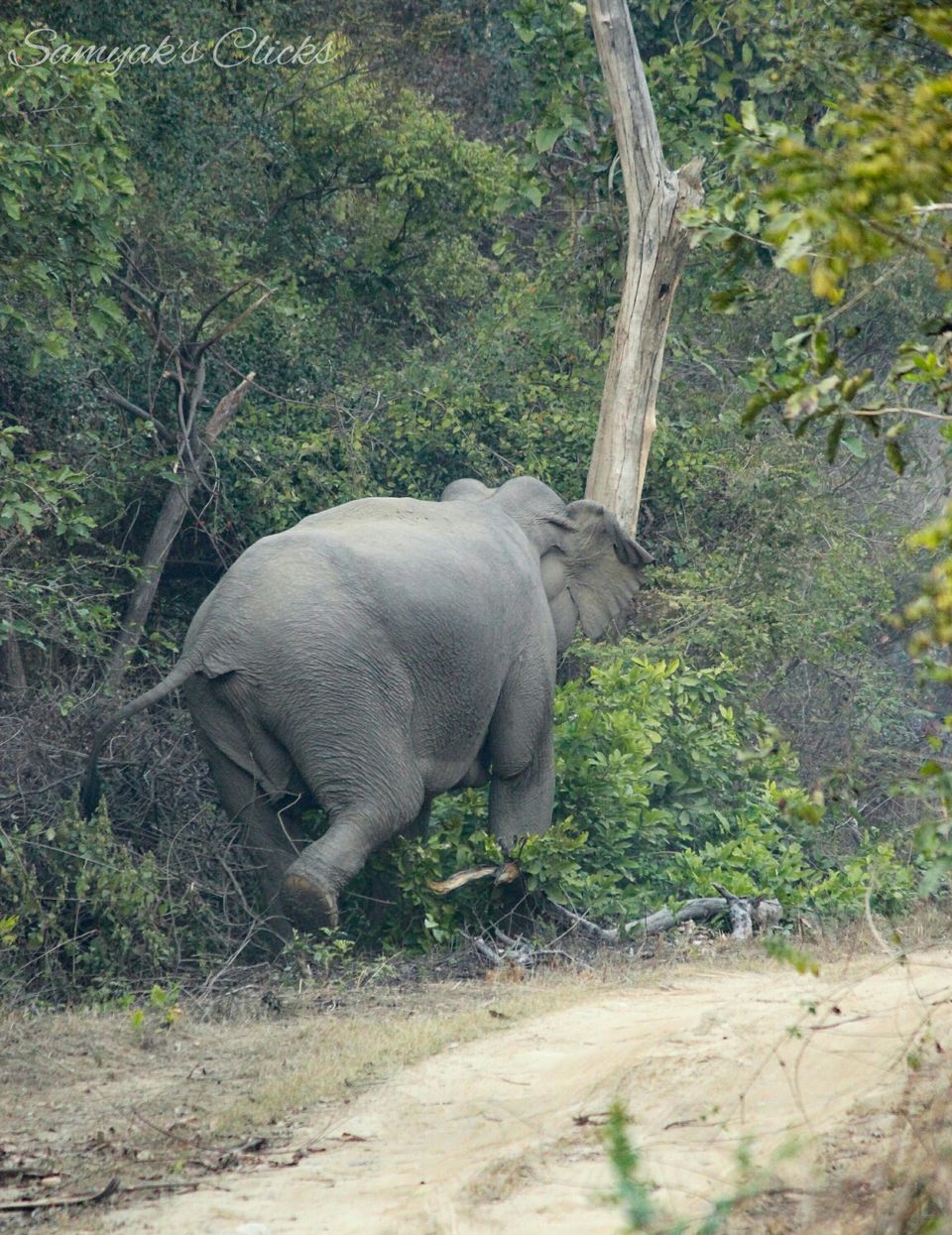Photo of Jim Corbett: Done!! 3/6 by Samyak Mishra