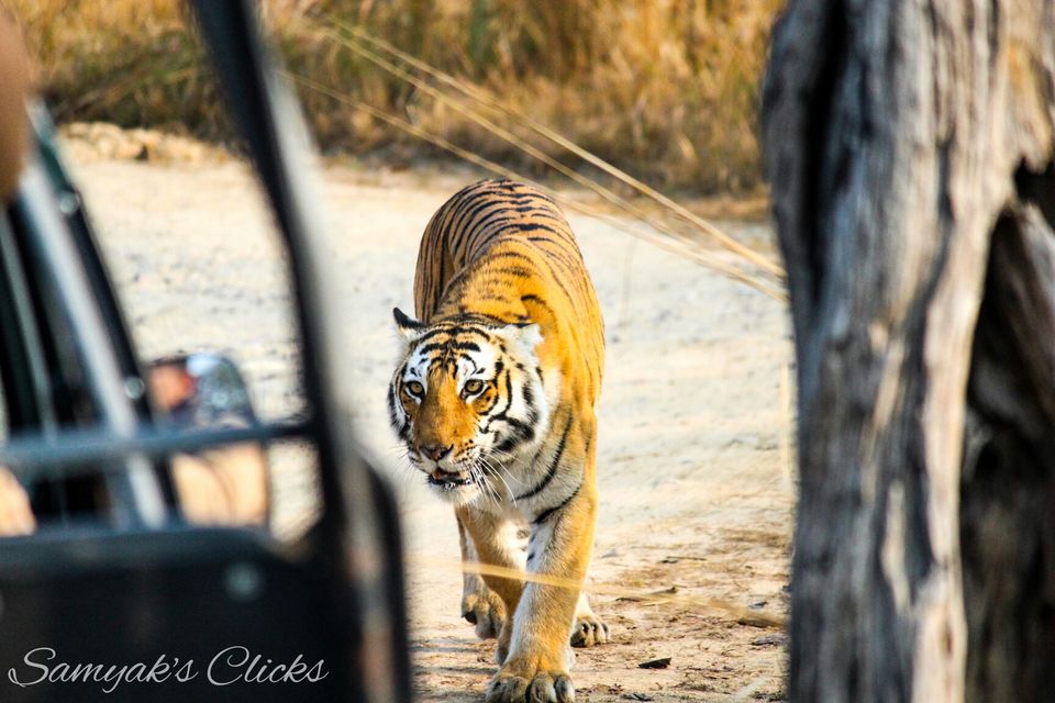 Photo of Jim Corbett: Done!! 6/6 by Samyak Mishra