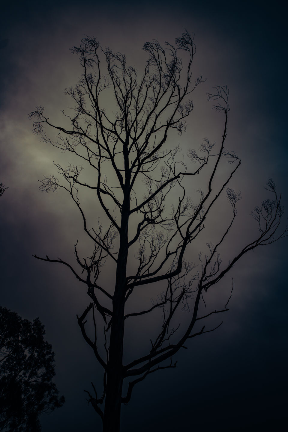 Photo of Kodaikanal - The Princess of Hill stations by Christopher D'costa