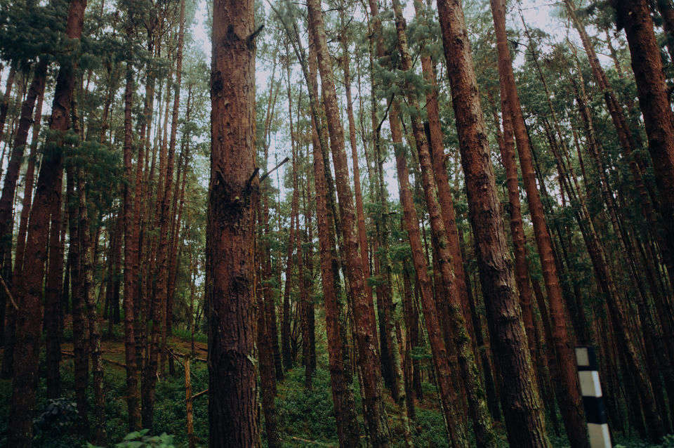Photo of Kodaikanal - The Princess of Hill stations by Christopher D'costa