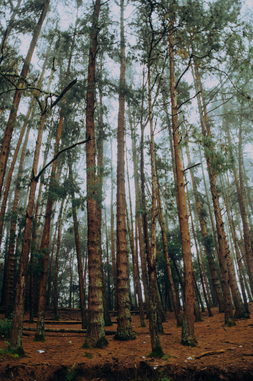 Photo of Kodaikanal - The Princess of Hill stations by Christopher D'costa