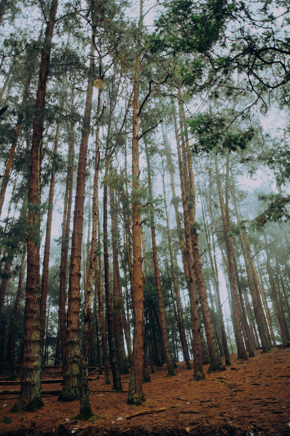 Photo of Kodaikanal - The Princess of Hill stations by Christopher D'costa