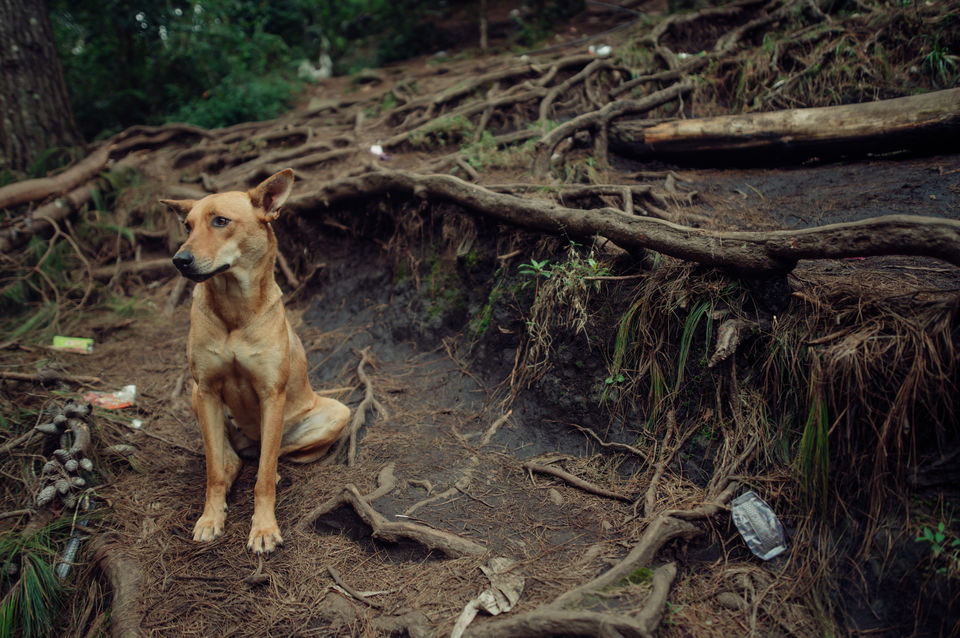 Photo of Vattakanal, Kodaikanal, Tamil Nadu, India by Christopher D'costa