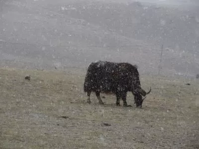 Photo of Gurudongmar Lake, North Sikkim, Sikkim, India by Ava Mishra