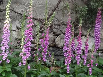 Photo of Lachung, Sikkim, India by Ava Mishra