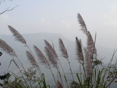 Photo of Chhota Mungwa, West Bengal, India by Ava Mishra